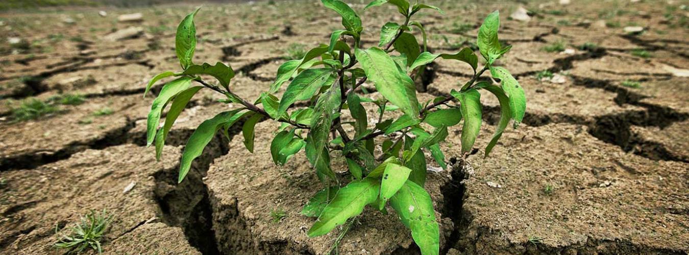 Planta pequeña que crece en un suelo agrietado por la sequía.