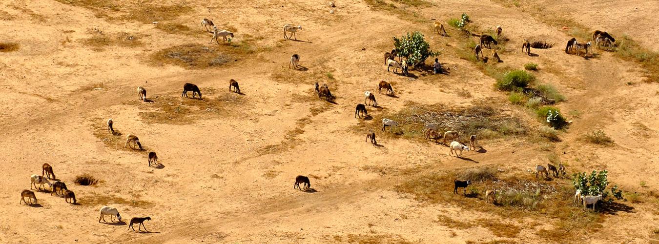 Un joven cría el ganado familiar en el paisaje seco y desolado de la ciudad de Tawaila, en el norte de Darfur.