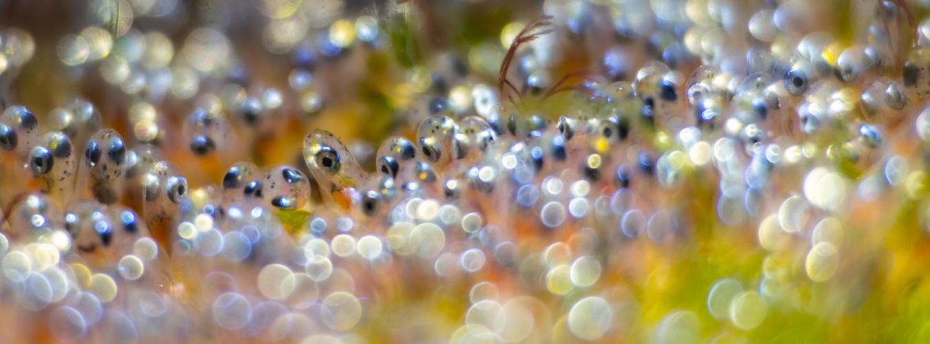 Underwater landscape