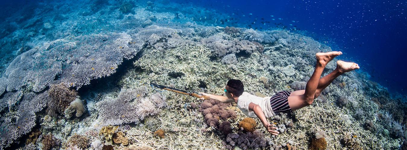 Un homme fait de la plongée sous-marine à Alor, Indonésie