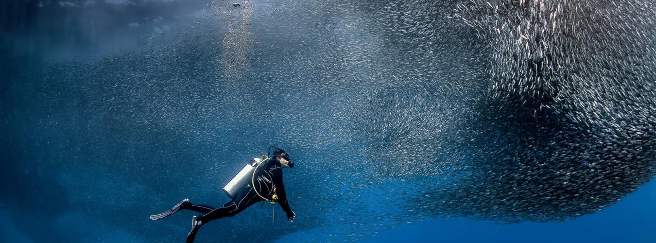 Photo d'un plongeur en mer au milieu d'une myriade de poissons.