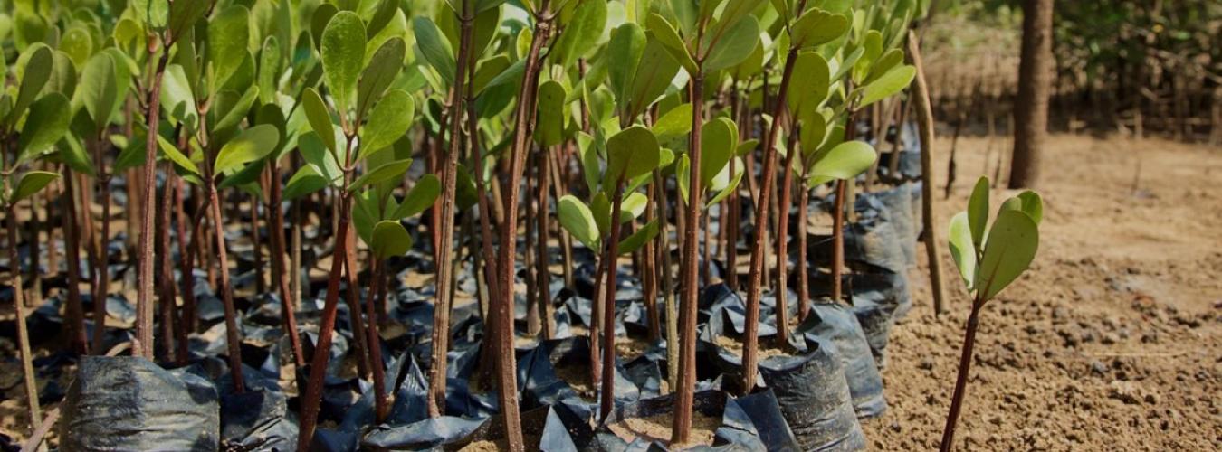 Small mangrove trees ready to be planted