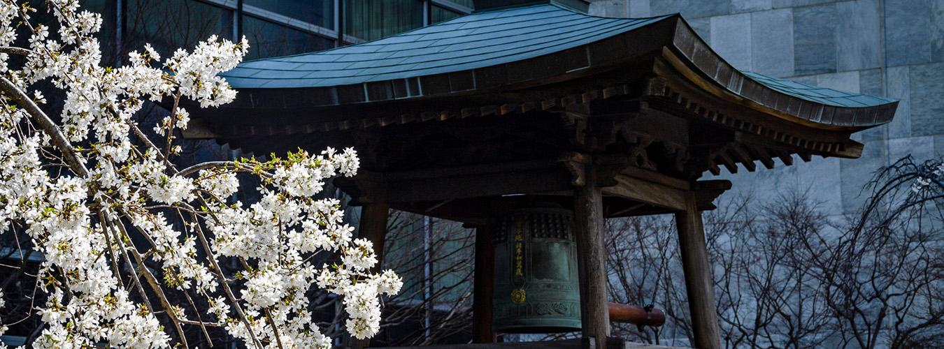 Un cerisier fleuri à côté de la Cloche de la paix japonaise au Siège de l'ONU à New York