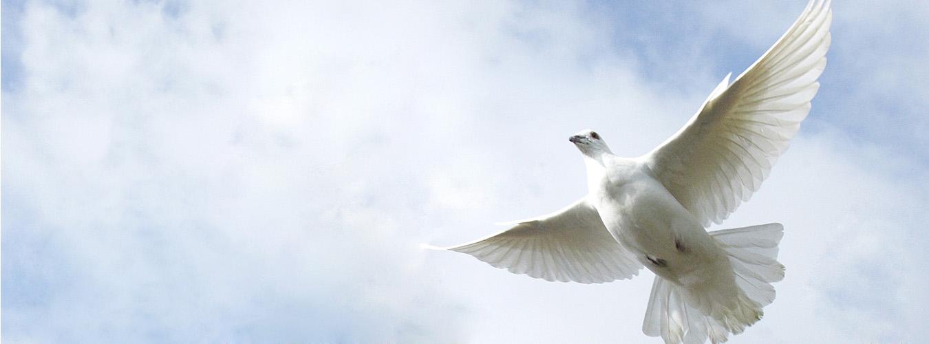 Una paloma blanca volando.