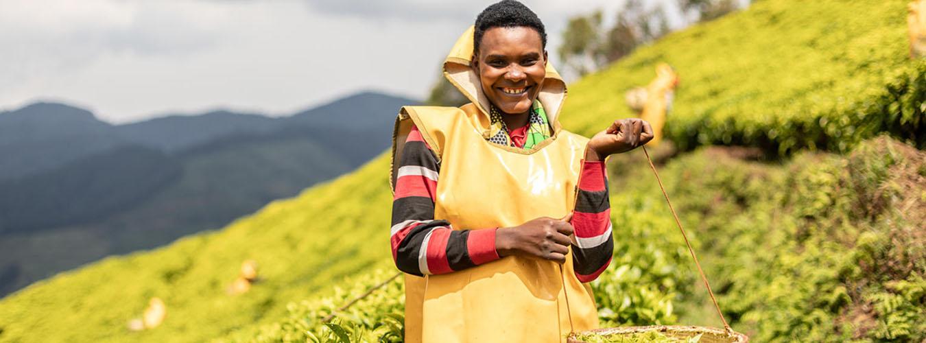 Une femme travaillant sur une plantation de thé dans les montagnes de l'ouest du Rwanda.