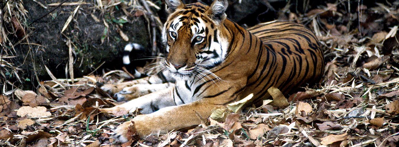 Un tigre dans le parc national de Kanha, en Inde. 