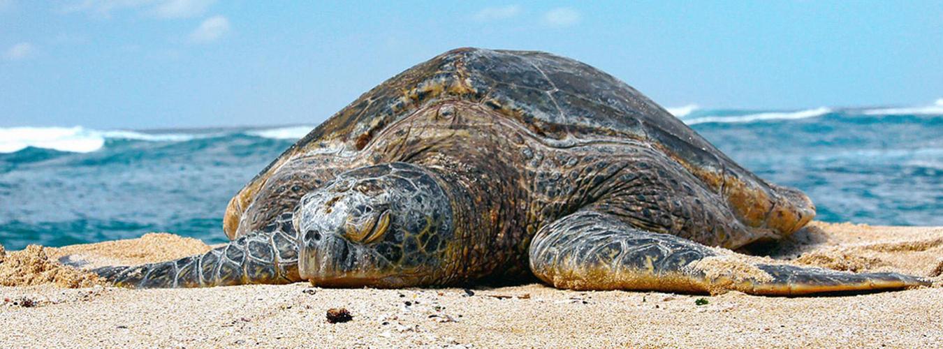 Une tortue verte sur une plage hawaïenne.