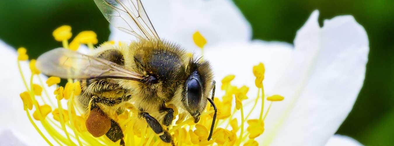 Gros plan d'une abeille sur une fleur.