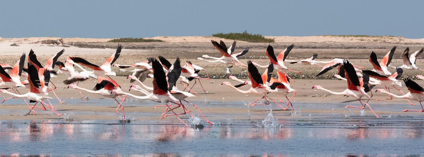 Une réserve naturelle en Afrique pour les oiseaux migrateurs.