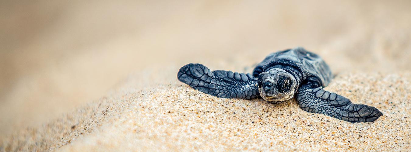 Une tortue qui vient de naître sur une plage en Inde.