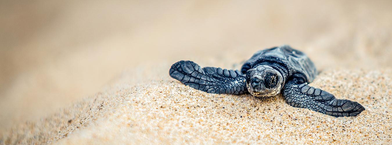 60 newly hatched Olive Ridley turtles make their way to the ocean when released from Wayangani beach.  