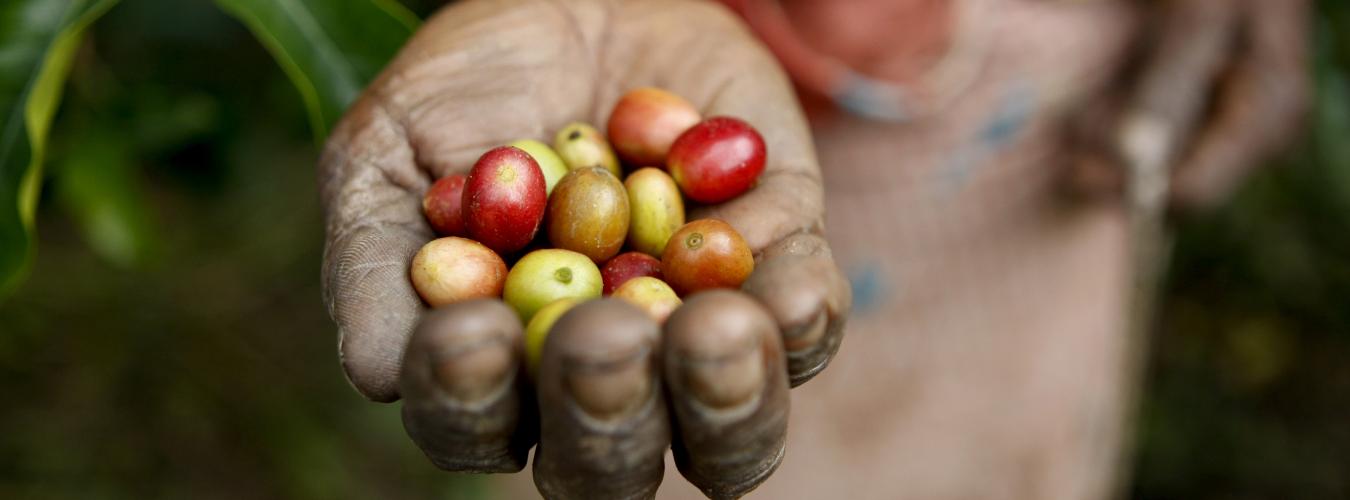 Плоды кофейного дерева — главная сельскохозяйственная культура Тимора-Лешти