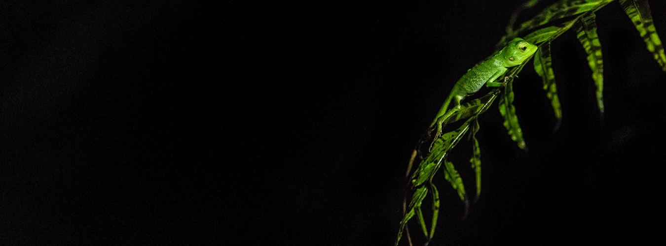 Pethiyagoda’s Crestless Lizard