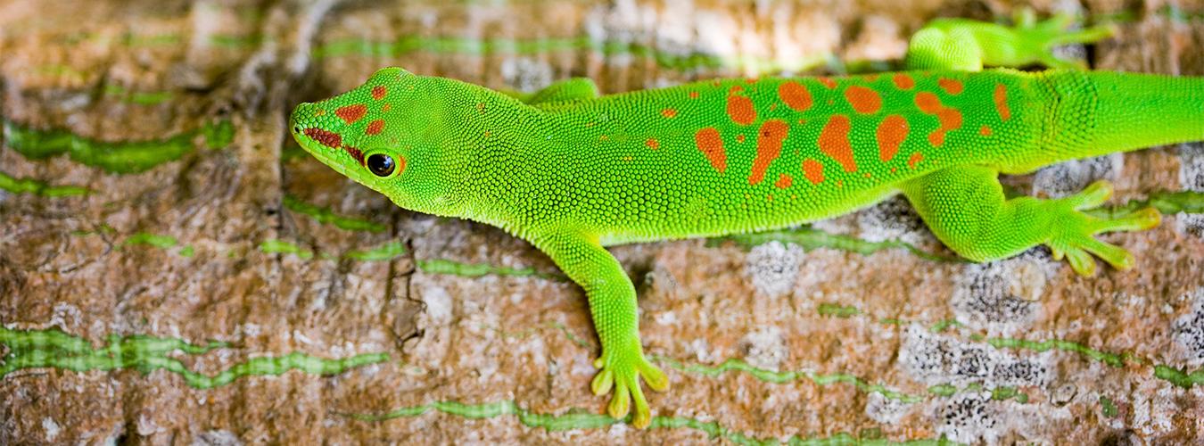  Gecko diurno gigante de Madagascar