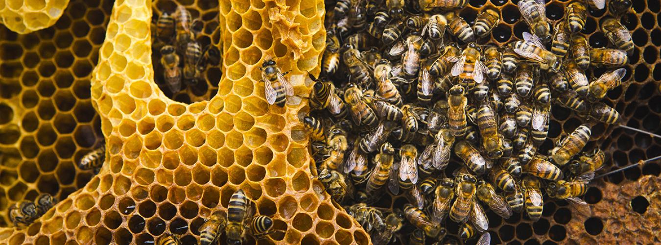 Primer plano de unas abejas trabajando en una colmena.