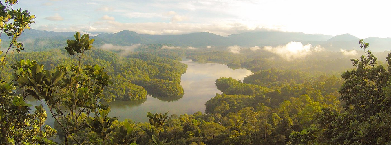 غابات بالوك في ماليزيا.  إدارة الغابات إدارة مستدامة واستعادتها عند الحاجة هي مسألة ضرورية لمنافع الناس ولحماية التنوع البيولوجي وللحد من تغير المناخ.