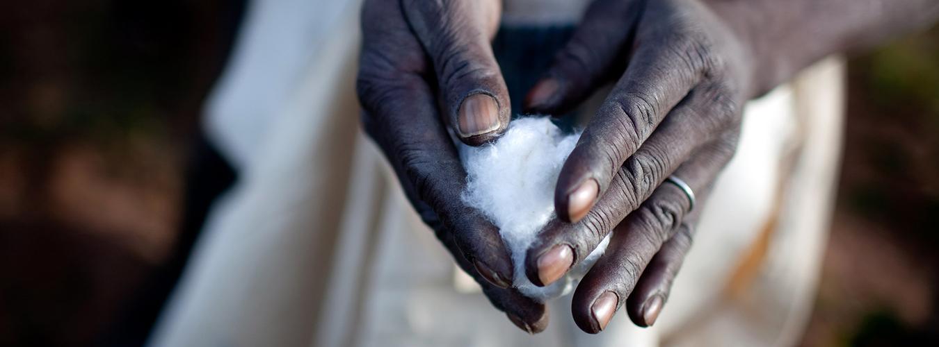 Close-up of two hands picking cotton.