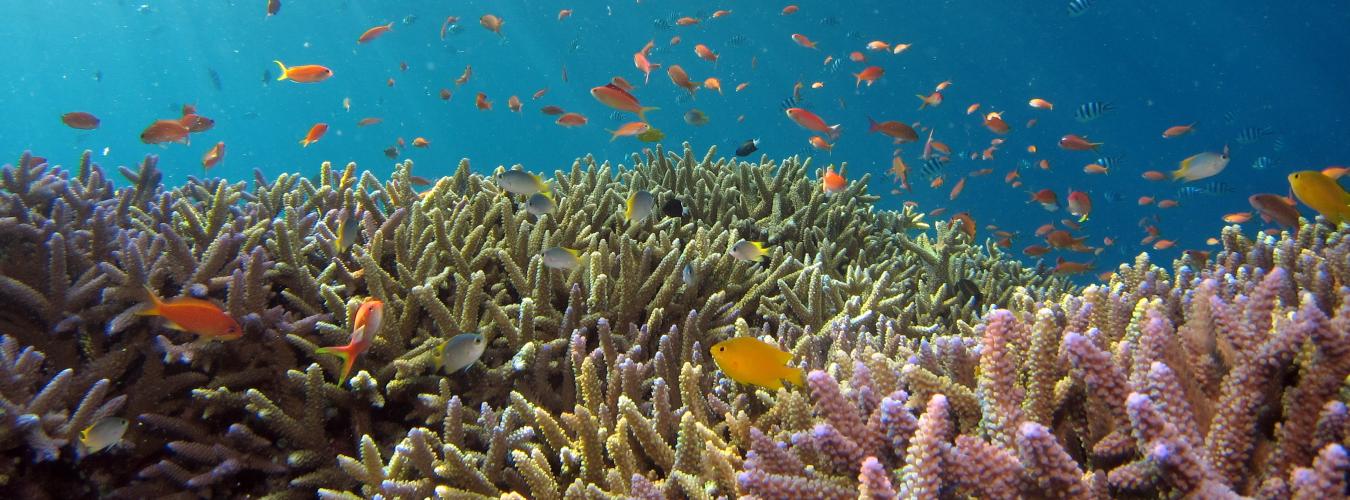 School of fish in reef ecosystem