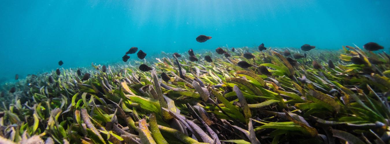 Fish running through seagrass beds.