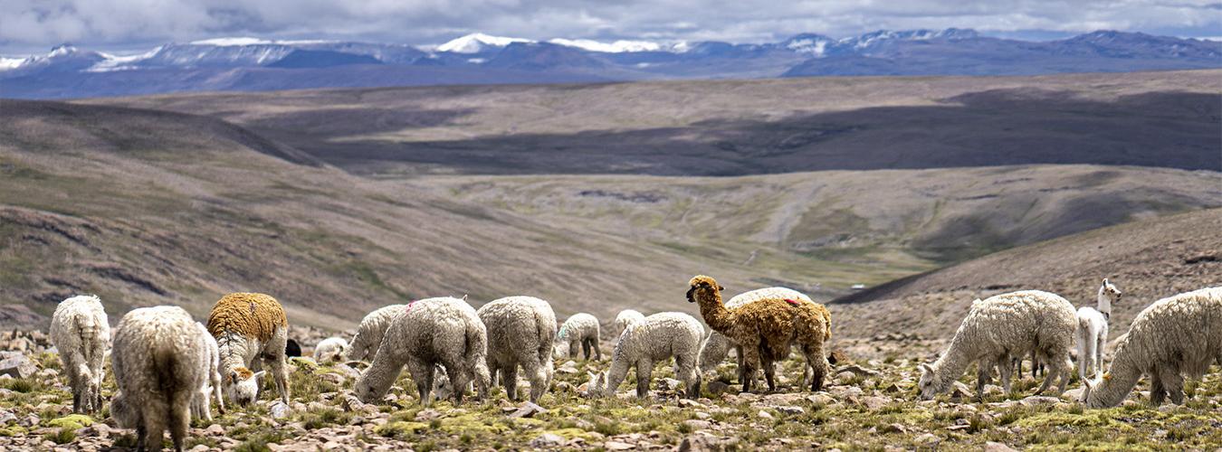 Lamas and alpacas in a mountain landscape