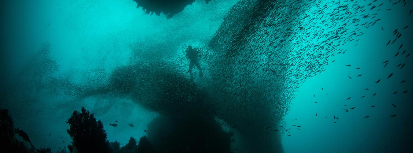 Submarinista rodeado por un gran banco de peces.