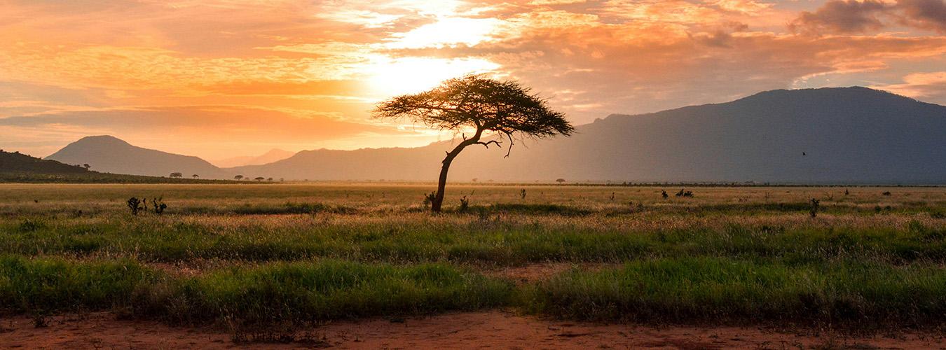 Silueta de un árbol al atardecer en la sábana africana