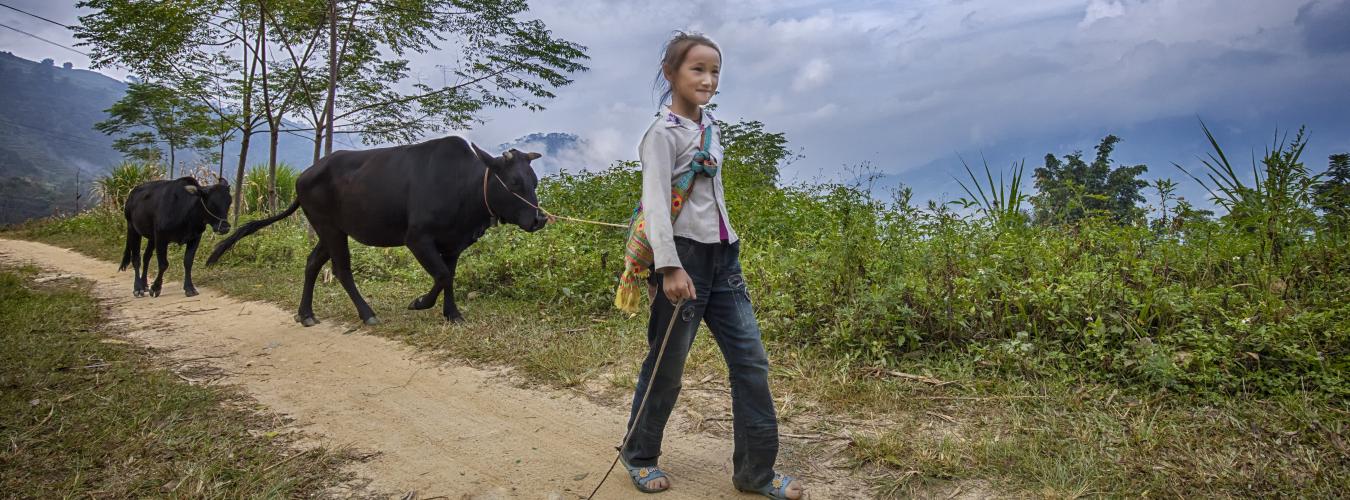 Young girl leads two cows along a rural path.
