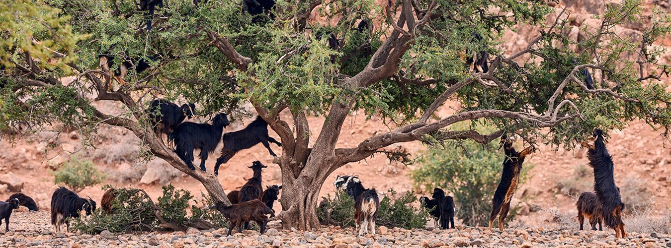 Cabras que han trepado a un árbol de argán