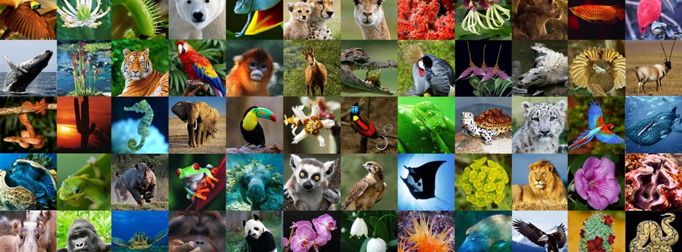 Fotos de animales protegidos: primates, cetáceos, tortugas marinas, loros, corales, cactus y orquídeas. 