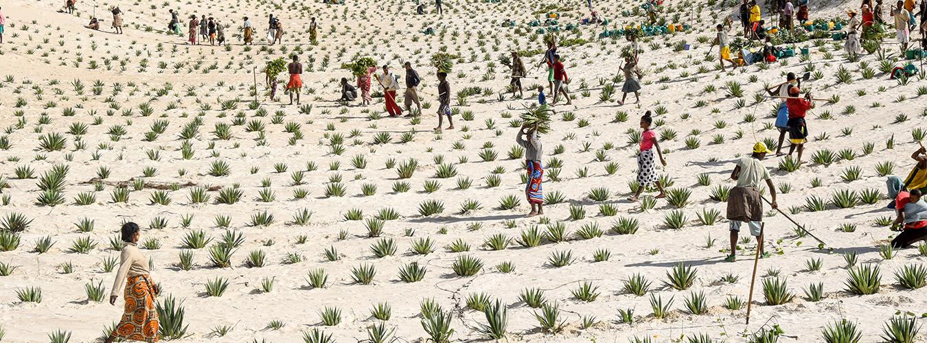 People on a sand landscape tending to crops