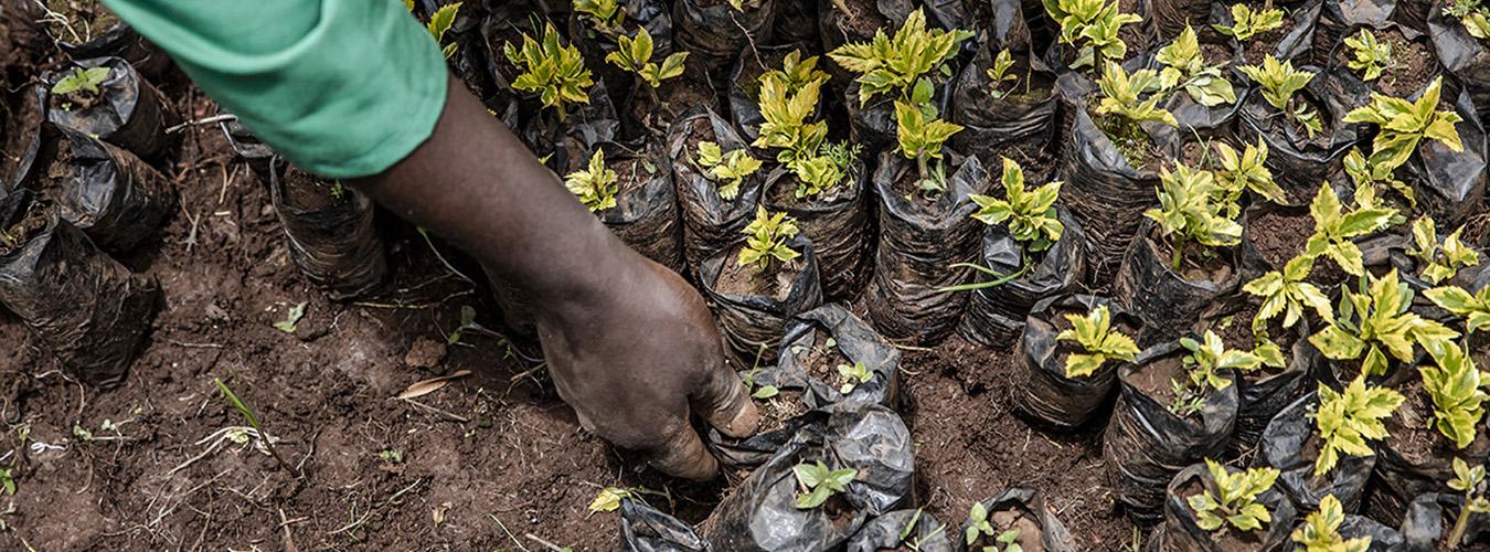 Es fundamental erradicar las malas hierbas de los árboles jóvenes, en un vivero de árboles en Kenia. 