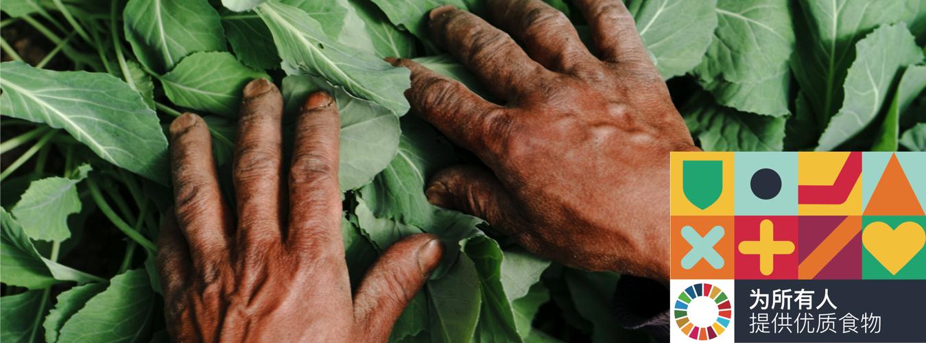 放在温室大棚绿叶蔬菜上的农民的双手。