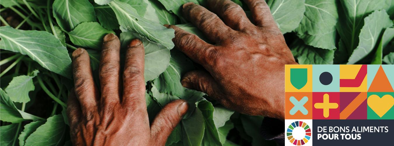 Les mains d'un agriculteur sur des légumes verts dans une serre biologique.