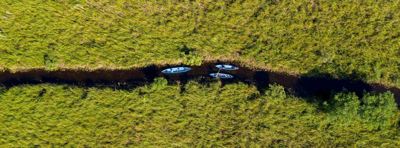 Pequeñas embarcaciones navegan por un manglar