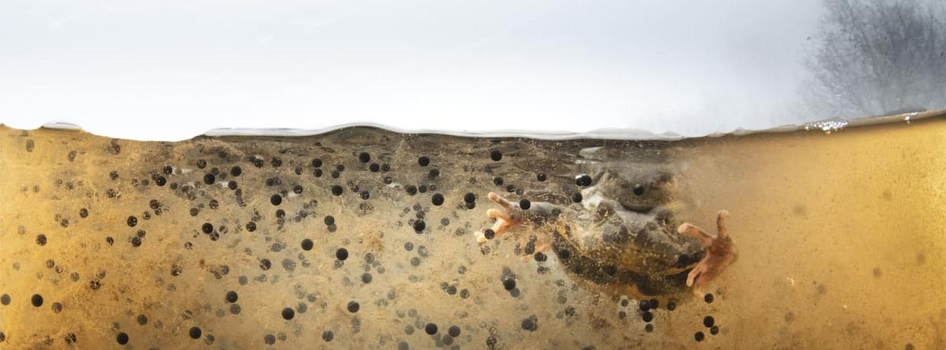 Rana temporaria in water surrounded by frog eggs