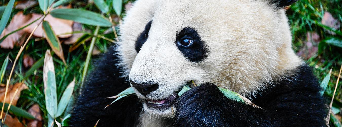 A panda in its lunch time