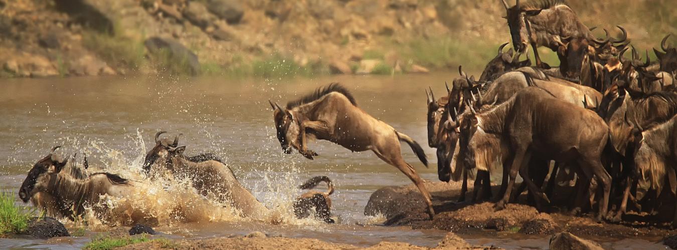  Herd of wildebeest crossing the Mara river .