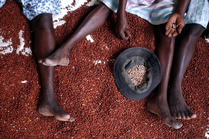 Local farmers sorting Cajanus Cajan beans.