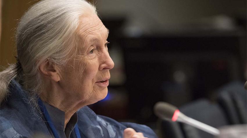 UN Messenger of Peace Jane Goodal addresses a Student Observance of the International Day of Peace (21 September), organized by DPI. 15 September 2017/UN Photo/Evan Schneider