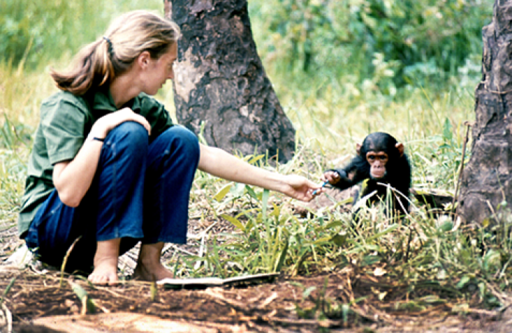 Young researcher Jane Goodall with baby chimpanzee Flint at Gombe Stream Research Center in Tanzania.  Photo/The Jane Goodall Institute/Hugo Van Lawick