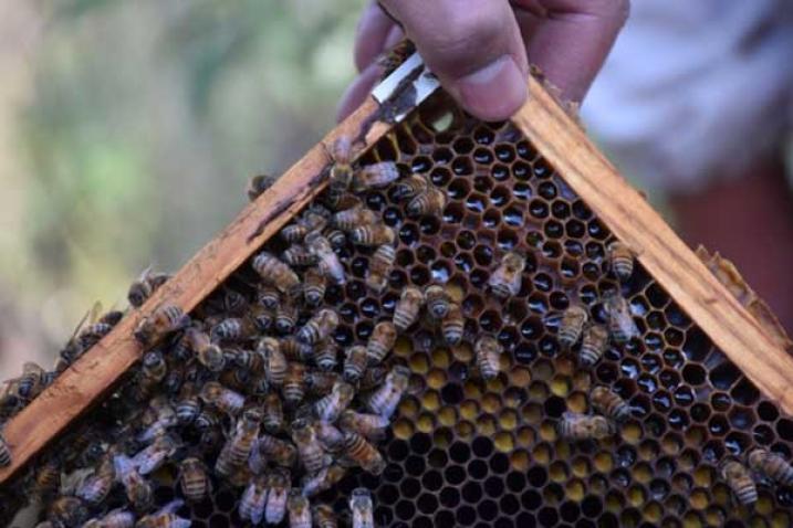 Beekeeper shows an hive full of bees.