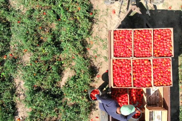 farm worker gathering tomatoes