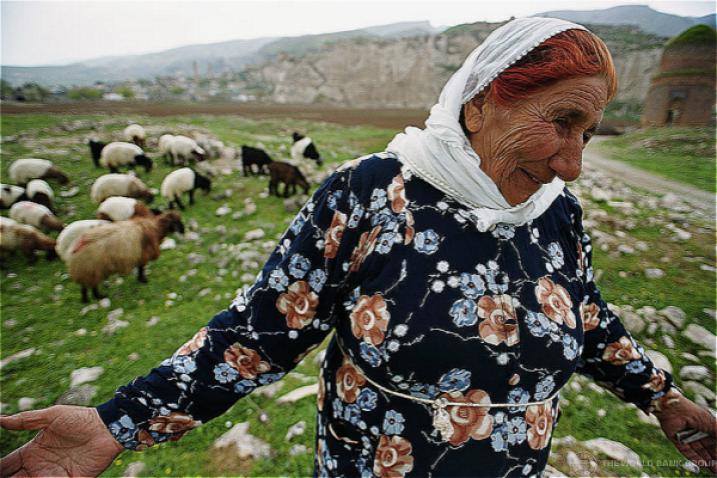 Elderly woman in field with sheep Rural Turkey. 