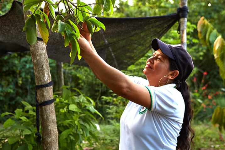 Una mujer coge frutos de un árbol