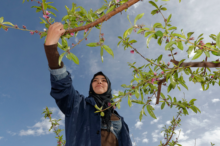 A woman working in a farm in Tunisia