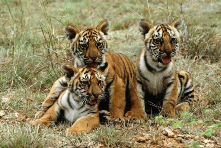 Tiger cubs in Mysore, India.