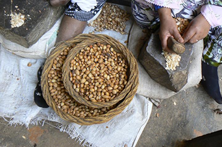 Groupe de femmes décortiquant les noix d'argan pour en extraire l'huile