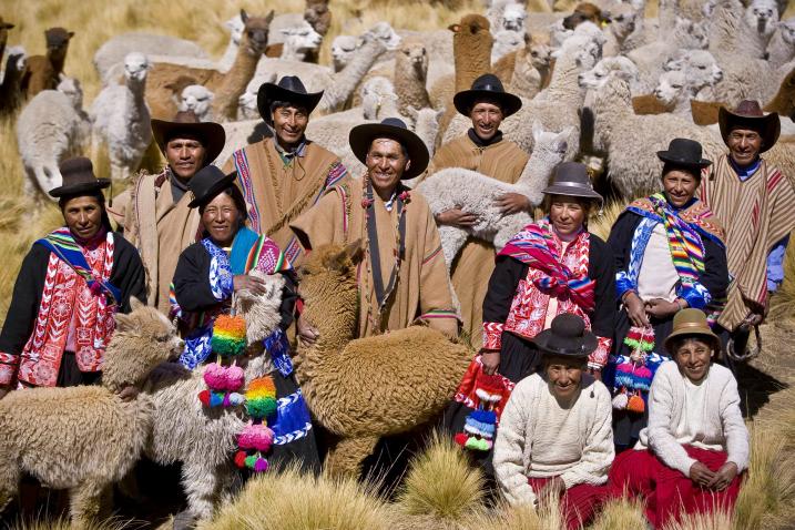 indigenous people and herds of llamas