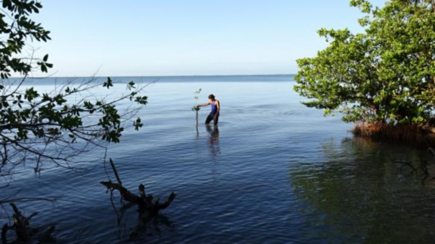 Mangrove plantation on the Cajío coast in the province of Artesia.