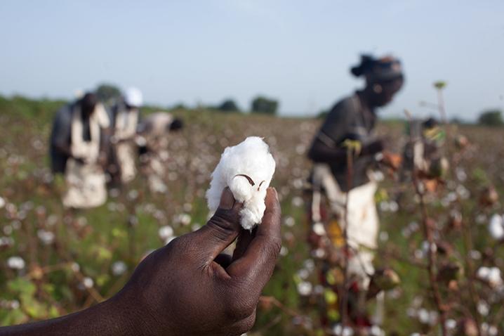 Une main tient du coton avec en arrière-plan un champ de coton.